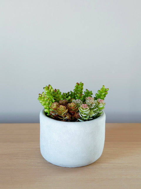 Sukulentide floora